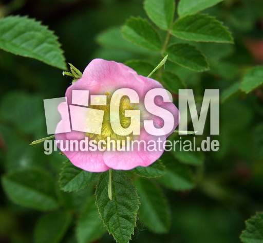Heckenrose-rosa.jpg